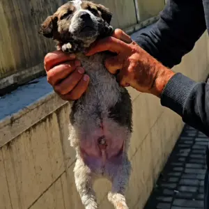 A Tiny Puppy Left With Nothing But a Cardboard Box