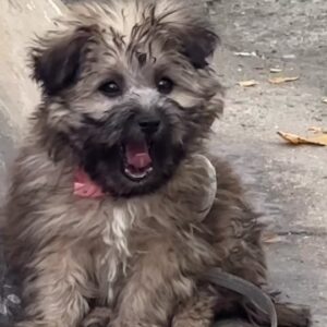 A Tiny Puppy Sat Beside a Storm Drain