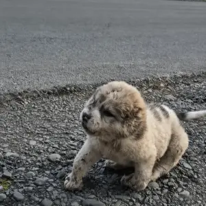 A Tiny Puppy Was Crawling Alone Beside the Road