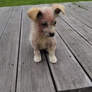 A Tiny Puppy Was Found Alone With Painful Skin