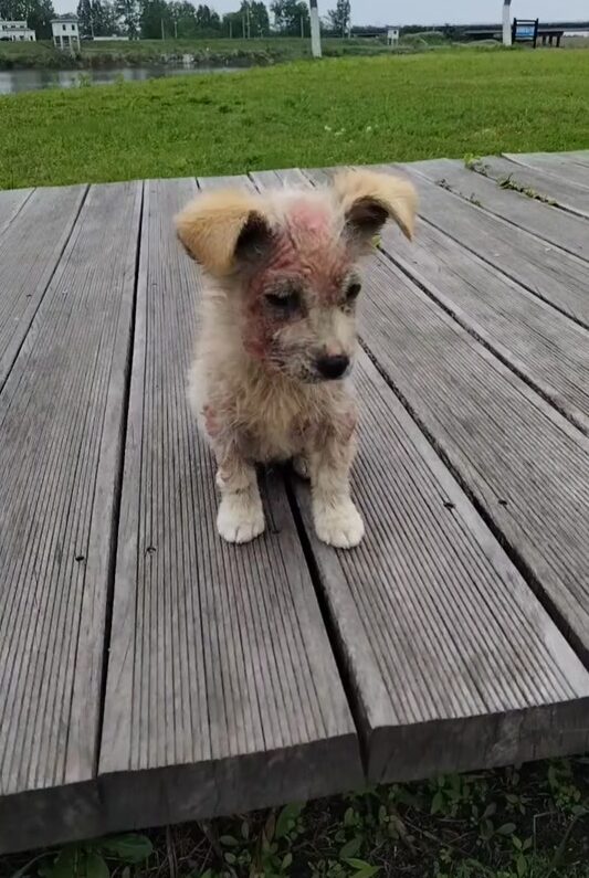 A Tiny Puppy Was Found Alone With Painful Skin
