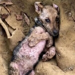 A Tiny Puppy Was Found Barely Moving in the Dirt