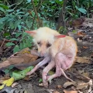 A Tiny Puppy Was Found Crying Alone in the Woods