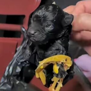 A Tiny Puppy Was Found in a Trash Can