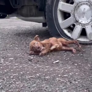A Tiny Puppy Was Found Lying Under a Car