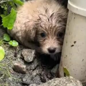 A Tiny Puppy Was Found Shivering Between Rocks