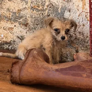 A Tiny Puppy Was Found Sleeping Beside an Old Shoe