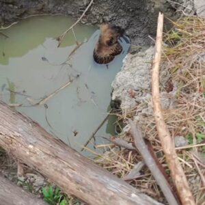 A Tiny Puppy Was Sinking in a Muddy Hole