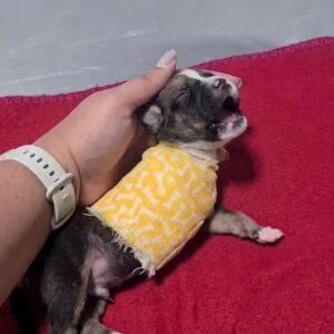 A Tiny Puppy Wrapped in Yellow Was Barely Moving