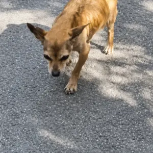 A Tiny Stray Dog Walked Toward Help on an Empty Road