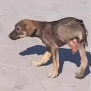 A Tiny Stray Puppy Was Walking in Pain