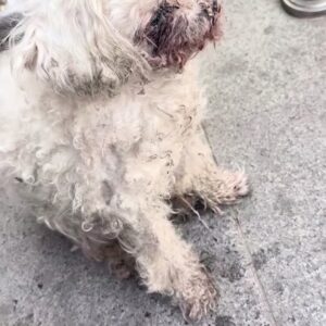 A Tiny White Dog Shivering by the Railings