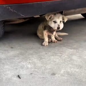 A Trembling Dog Hid Under a Car With a Swollen Face