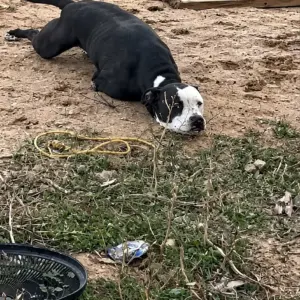A Two-Legged Dog Lived Under a House for Over a Year Then Rescuers Raced Against a Storm to Save Him