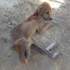 A Weak Dog Lying Alone on the Dirt