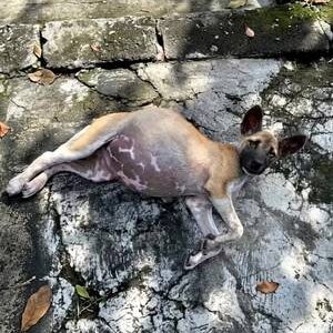 A Weak Dog Lying on the Pavement
