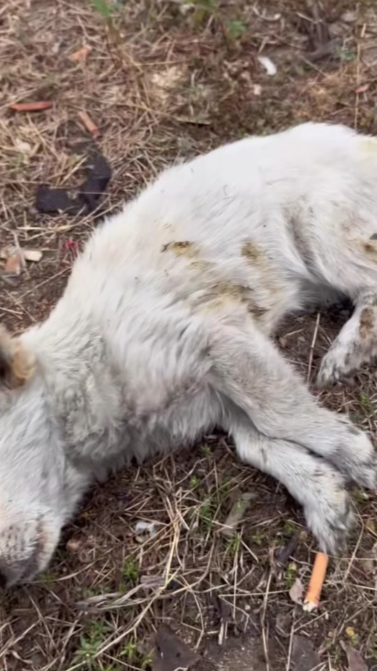 A Weak Dog Was Found Lying in the Dirt 