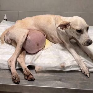 A Weak Dog With a Massive Swollen Belly