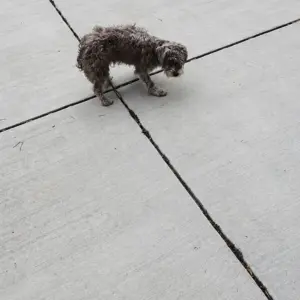 A Wobbly Puppy Found Alone on the Streets of Chicago