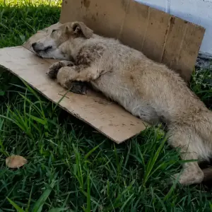 Abandoned Dog Found Sleeping on Cardboard