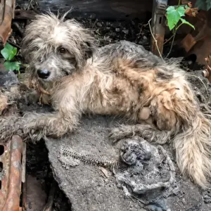 Abandoned in a Broken Car