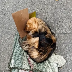 Abandoned on a Dirty Blanket