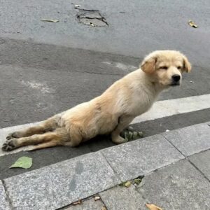 abandoned-puppy-couldn’t-move-his-back-legs