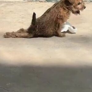 Abandoned Puppy Dragged Herself Along the Road