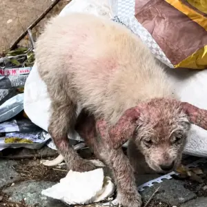 Abandoned Puppy Found Searching for Food in Trash