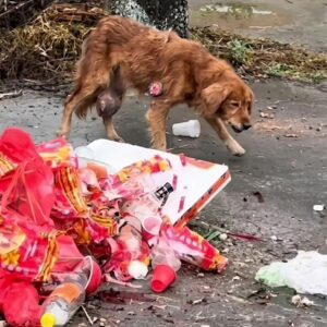 an Abandoned Golden Retriever Digging Through Trash