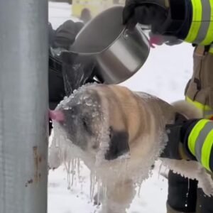 Buried Alive in Snow