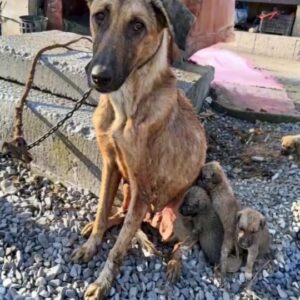Chained Beside Her Puppies, This Mother Dog Waited for the Rescue That Would Change Everything