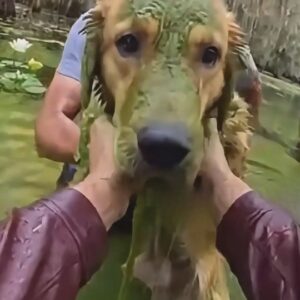Dog Rescue in a Green Swamp