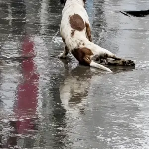 Everyone Passed the Dog Dragging Himself in the Rain