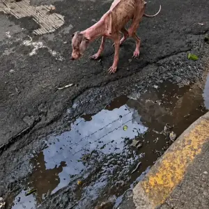 Everyone Scrolled Past This Starving Dog