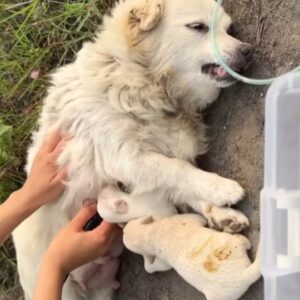 Exhausted Mama Dog Collapsed Beside the Road