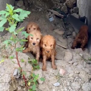 Four Little Lives Trying to Stay Together