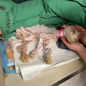 From a Fragile Hospital Bed to Hope: The Little Dog Who Refused to Give Up