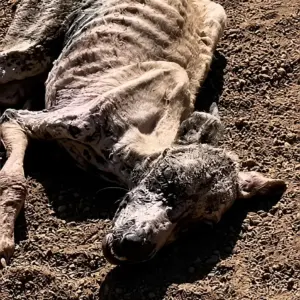 From Bones to Joy: The Forgotten Dog Who Learned to Trust Again