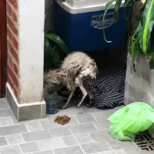 From Skin and Bones to a Fluffy Miracle