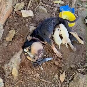 From Street Strays to Family Forever