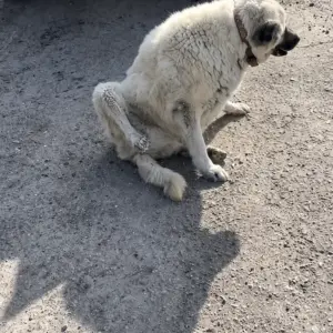 He Found a Giant Dog Who Could Barely Stand