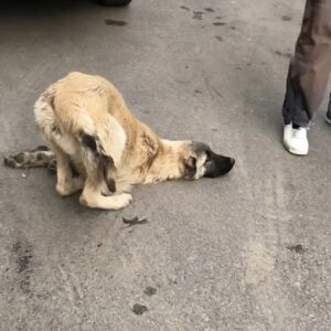 He Lay Helpless Behind a Car Then One Small Act of Kindness Changed His Life Forever