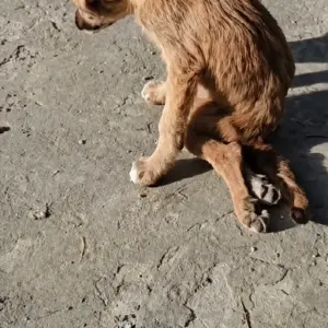 He Thought the Tiny Stray Was Just Tired