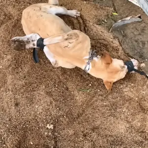 He Walked Into a Dog-Meat Farm and Found Dogs Tied in the Dirt