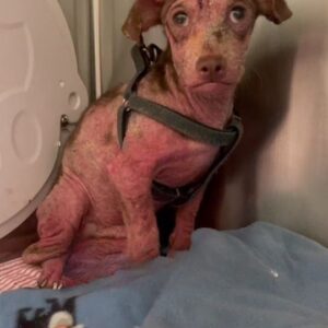 He Was Barely Recognizable at the Shelter Then Love Gave Flounder a Second Chance