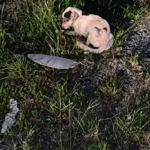 He Was Found Too Weak to Stand