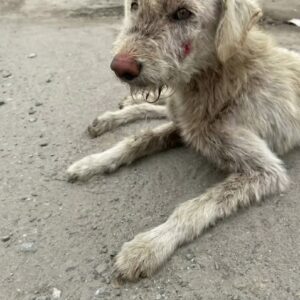 He Was Hit by a Car and Left Covered in Flies