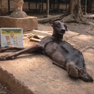 He Was Lying on the Concrete, Too Weak to Move Then His Rescue Journey Began