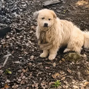 Nobody Wanted This Lonely Stray Dog
